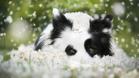Gentle Border Collie in Blossoming Meadow wallpaper