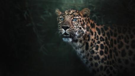 Mystic Leopard in Shadowed Jungle wallpaper