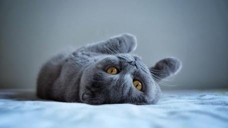 Playful British Shorthair Resting wallpaper