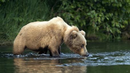Quiet Bear by the River wallpaper