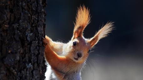 Playful Squirrel Peeking from Tree wallpaper