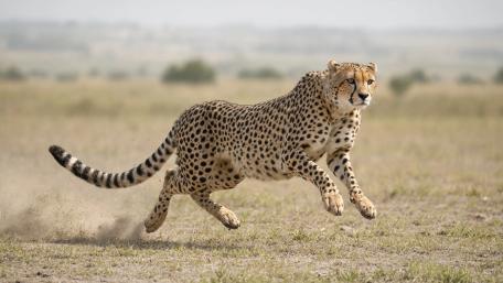 Running Cheetah wallpaper