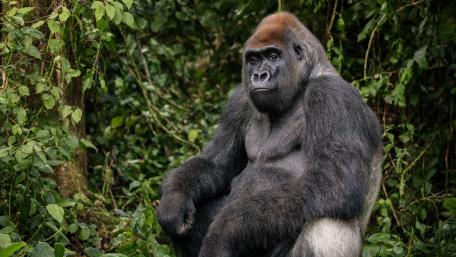 Adult Gorilla wallpaper