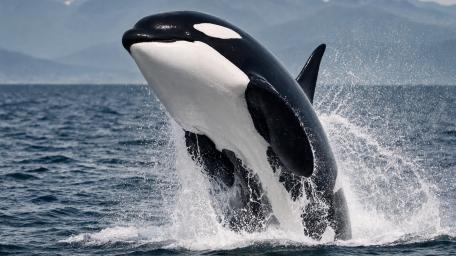 Orca Whale wallpaper