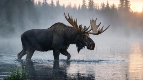 Majestic Moose at Sunrise wallpaper