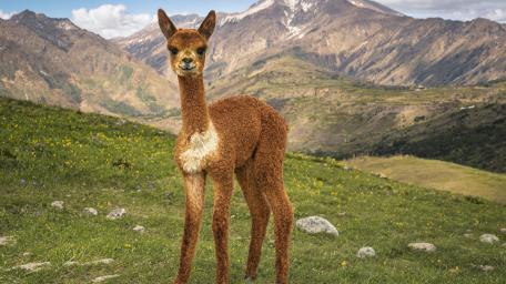 Baby Alpaca in Mountain Meadow wallpaper