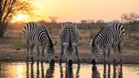 Sunset Zebra Herd at the Waterhole wallpaper