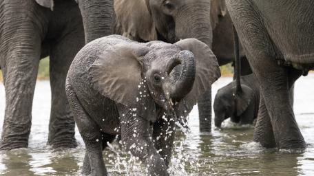 Joyful Baby Elephant Splashing in the Herd wallpaper