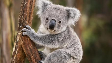 Adorable Baby Koala Clinging to Tree wallpaper