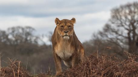 Majestic Lioness on the Savanna wallpaper