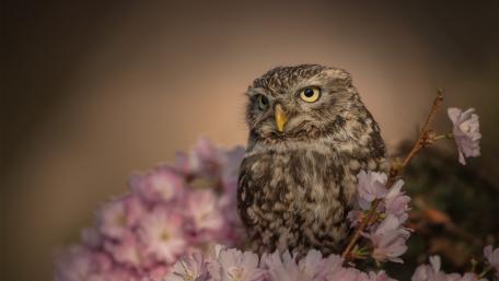 Serene Owl Among Blossoms wallpaper