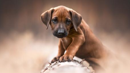 Curious Puppy on a Log wallpaper