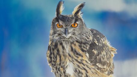 Majestic Owl in Winter Light wallpaper