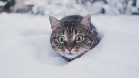 Snowy Tabby Peek wallpaper