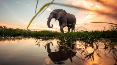 Golden Sunset Elephant Reflection wallpaper