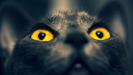 Golden Eyed Shadow Cat wallpaper