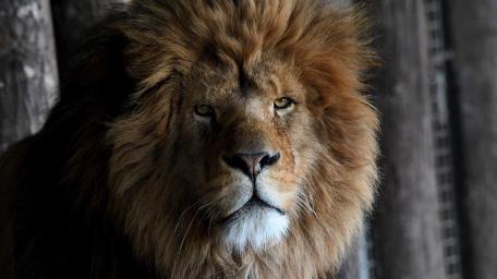 Majestic Lion Portrait wallpaper