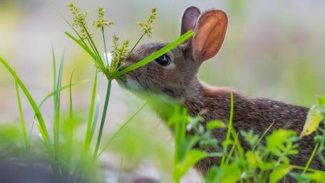 Curious Rabbit in Meadow Grass wallpaper
