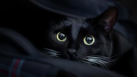 Glimmering Eyes of a Hidden Black Cat wallpaper