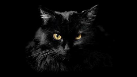 Mystique of the Black Cat wallpaper