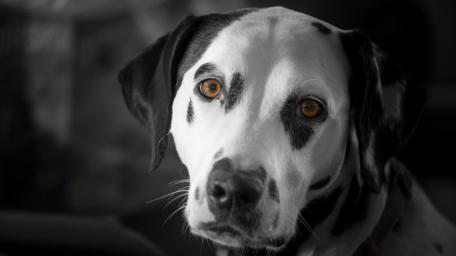 Elegant Dalmatian Portrait wallpaper