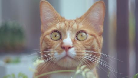 Curious Ginger Cat Close Up wallpaper