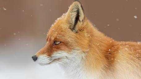 Red Fox in Gentle Snowfall wallpaper