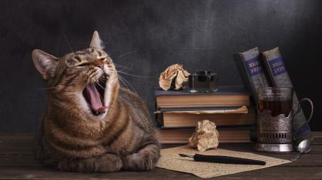 Sleepy Tabby Cat on Vintage Study Desk wallpaper