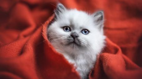 Fluffy White Kitten in Red Softness wallpaper