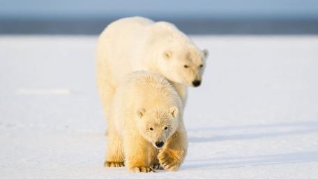 Arctic Polar Bear Duo wallpaper