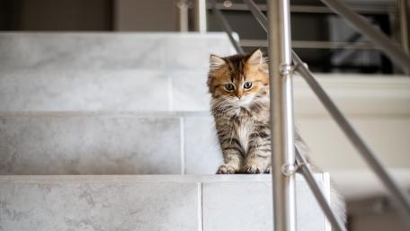 Curious Kitten on the Stairs wallpaper