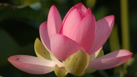 Pink Lotus Bloom in Sunlit Serenity wallpaper