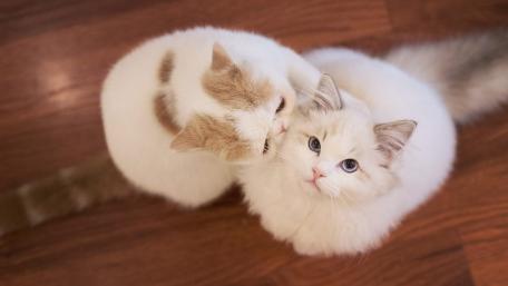 Adorable Kittens Sharing a Tender Moment wallpaper