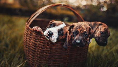 Adorable Brindle Puppies in Basket wallpaper