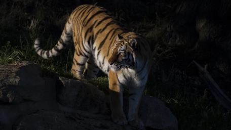 Stealth Tiger in Shadowed Forest wallpaper