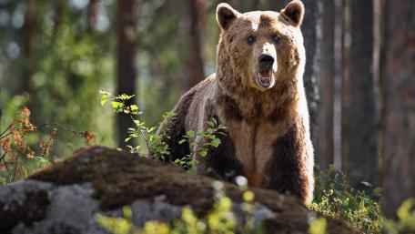 Wild Forest Bear Encounter wallpaper