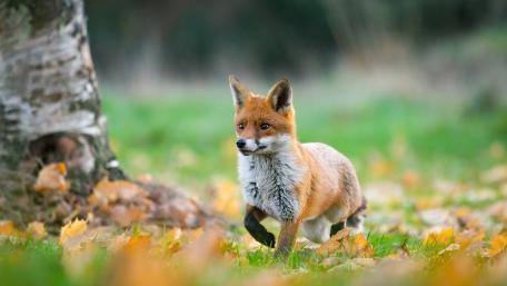Autumn Fox in Golden Leaves wallpaper