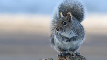 Fluffy Squirrel on a Soft Winter Perch wallpaper