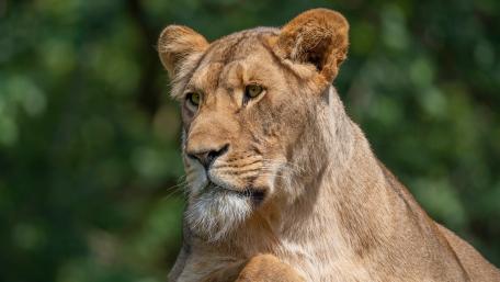Graceful Lioness in Natural Light wallpaper