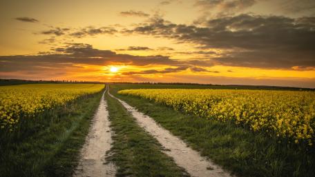 Golden Path Through Sunset Fields wallpaper