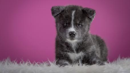 Adorable Black Puppy on Pink Background wallpaper