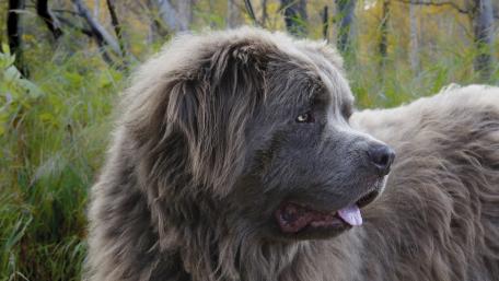 Majestic Newfoundland in Natural Light wallpaper