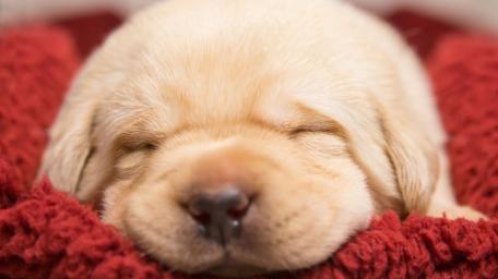 Sleeping Golden Retriever Puppy Close Up wallpaper
