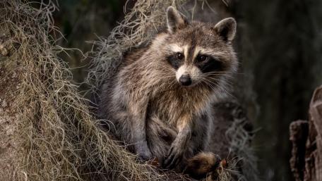 Curious Raccoon in Forest Shadows wallpaper