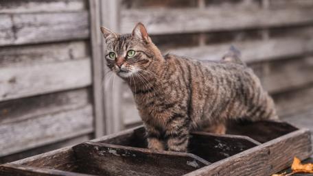 Curious Tabby Cat in Rustic Wooden Planter wallpaper