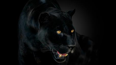 Silent Black Panther in Shadowy Stare wallpaper