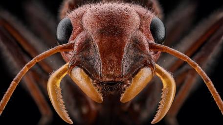 Macro Portrait of a Fierce Ant wallpaper