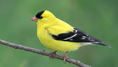 American Goldfinch wallpaper
