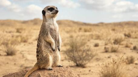 Watchful Meerkat on the Sunny Steppe wallpaper