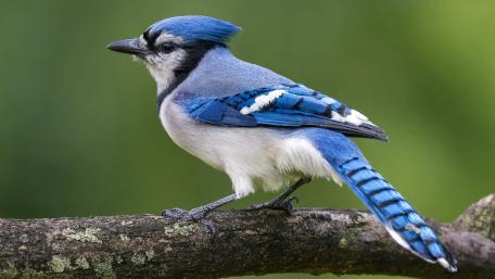 Blue Jay on Branch wallpaper